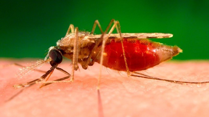 mosquito leishmania min